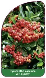 etykieta-szkolkarska-pyracantha-coccinea-var-kuntayi-standard