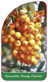 etykieta-szkolkarska-pyracantha-orange-charmer