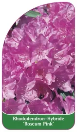 etykieta-szkolkarska-rhododendron-roseum-pink
