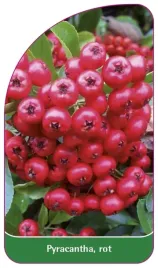 etykieta-szkolkarska-pyracantha-rot-b