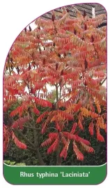 etykieta-szkolkarska-rhus-typhina-laciniata