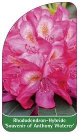 etykieta-szkolkarska-rhododendron-souvenir-of-anthony-waterer