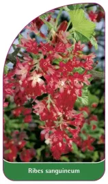 etykieta-szkolkarska-ribes-sanguineum