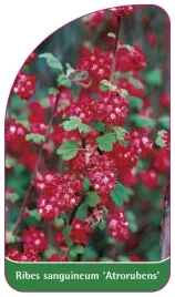 etykieta-szkolkarska-ribes-sanguineum-atrorubens