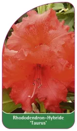 etykieta-szkolkarska-rhododendron-taurus