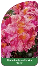 etykieta-szkolkarska-rhododendron-toco