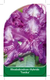 etykieta-szkolkarska-rhododendron-tonika