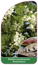 etykieta-szkolkarska-robinia-pseudoacacia-rozynskiana