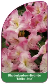 etykieta-szkolkarska-rhododendron-ulrike-jost
