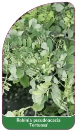 etykieta-szkolkarska-robinia-pseudoacacia-tortuosa