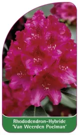 etykieta-szkolkarska-rhododendron-van-weerden-poelman