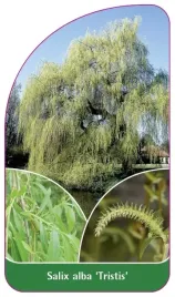 etykieta-szkolkarska-salix-alba-tristis-a