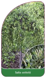 etykieta-szkolkarska-salix-cottetii-b
