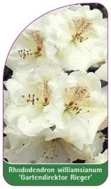 etykieta-szkolkarska-rhododendron-williamsianum-gartendirektor-rieger