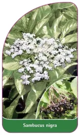 etykieta-szkolkarska-sambucus-nigra