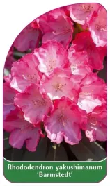 etykieta-szkolkarska-rhododendron-yakushimanum-barmstedt