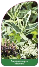 etykieta-szkolkarska-sambucus-nigra-madonna