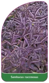 etykieta-szkolkarska-sambucus-racemosus