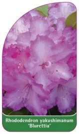etykieta-szkolkarska-rhododendron-yakushimanum-blurettia-a