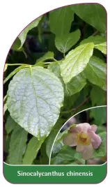 etykieta-szkolkarska-sinocalycanthus-chinensis