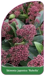 etykieta-szkolkarska-skimmia-japonica-rubella