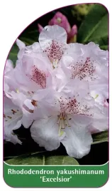 etykieta-szkolkarska-rhododendron-yakushimanum-excelsior