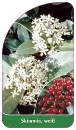 etykieta-szkolkarska-skimmia-weiss