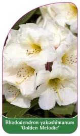 etykieta-szkolkarska-rhododendron-yakushimanum-golden-melodie
