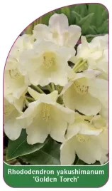etykieta-szkolkarska-rhododendron-yakushimanum-golden-torch-a