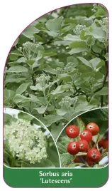 etykieta-szkolkarska-sorbus-aria-lutescens