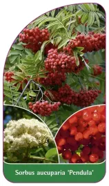etykieta-szkolkarska-sorbus-aucuparia-pendula