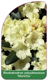 etykieta-szkolkarska-rhododendron-yakushimanum-marietta