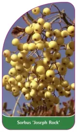 etykieta-szkolkarska-sorbus-joseph-rock