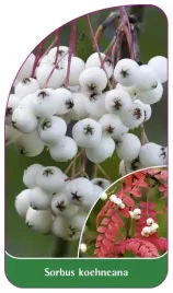 etykieta-szkolkarska-sorbus-koehneana