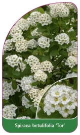 etykieta-szkolkarska-spiraea-betulifolia-tor