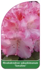 etykieta-szkolkarska-rhododendron-yakushimanum-sonatine