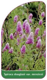 etykieta-szkolkarska-spiraea-douglasii-var-menziesii