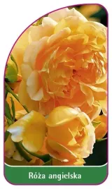 etykieta-szkolkarska-roza-angielska-505