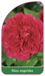 etykieta-szkolkarska-roza-angielska-506