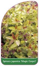 etykieta-szkolkarska-spiraea-japonica-magic-carpet
