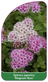 etykieta-szkolkarska-spiraea-japonica-magnum-rose