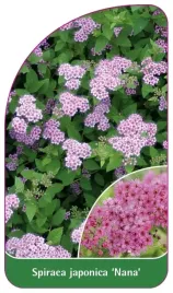 etykieta-szkolkarska-spiraea-japonica-nana