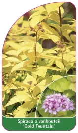etykieta-szkolkarska-spiraea-x-vanhouteii-gold-fountain-a