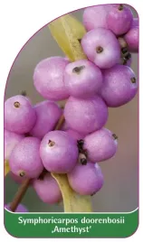 etykieta-szkolkarska-symphoricarpos-doorenbosii-amethyst