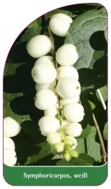 etykieta-szkolkarska-symphoricarpos-weiss