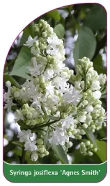 etykieta-szkolkarska-syringa-josiflexa-agnes-smith