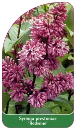 etykieta-szkolkarska-syringa-prestoniae-redwine