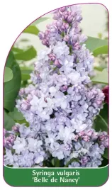 etykieta-szkolkarska-syringa-vulgaris-belle-de-nancy-standard