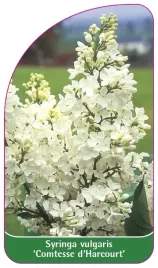 etykieta-szkolkarska-syringa-vulgaris-comtesse-d-harcourt