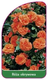 etykieta-szkolkarska-roza-okrywowa-304